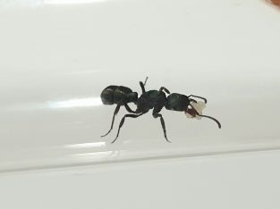 Green headed ants with brood