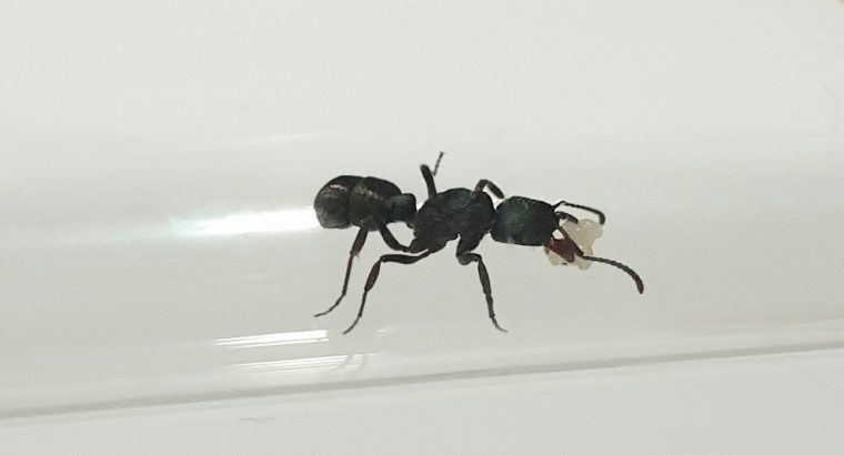 Green headed ants with brood