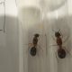 Camponotus nigriceps