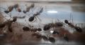 Camponotus lownei colony with 12 workers