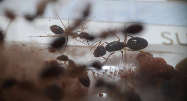 Camponotus lownei colony with 12 workers