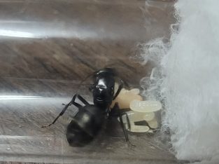 Camponotus Aeneopilosus Queens!