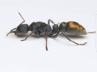 Myrmecia gilberti queen with pupae