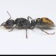 Myrmecia gilberti queen with pupae