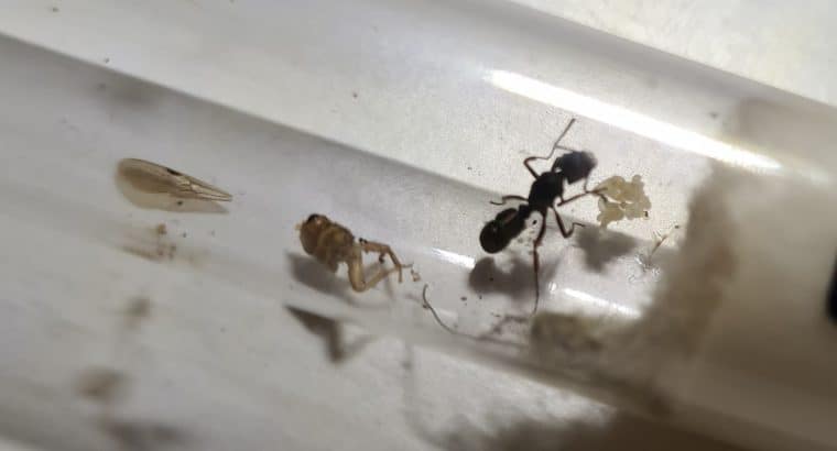 Green Ant Queens with Brood