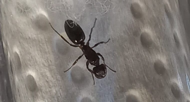 Crematogaster queen for sale!