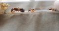 Multiple Species of Camponotus Colonies For Sale