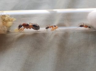 Multiple Species of Camponotus Colonies For Sale