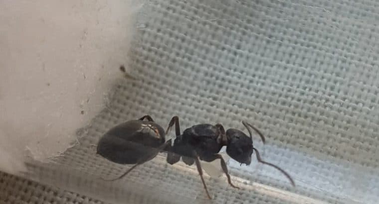 Anonychomyrma and Notoncus Queens For Sale
