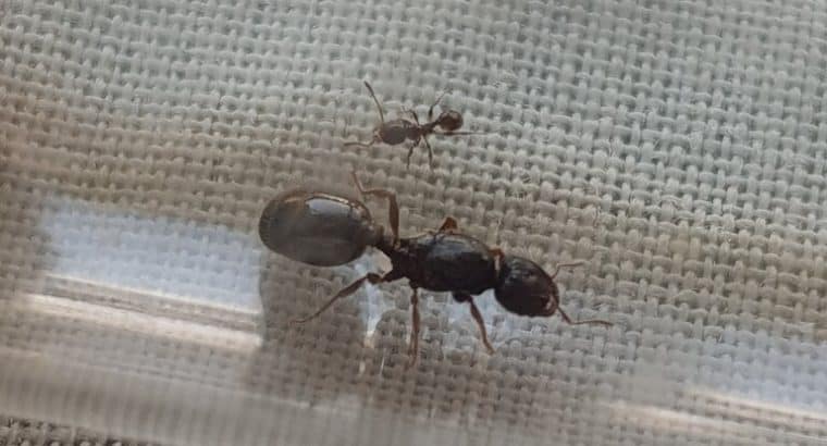 Red Pheidole Queen and Black Pheidole Colony For Sale