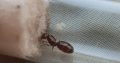 Red Pheidole Queen and Black Pheidole Colony For Sale