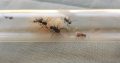 Multiple Species of Small Polyrhachis Colonies For Sale