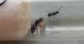 Multiple Species of Small Polyrhachis Colonies For Sale