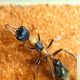 Myrmecia simillma queens