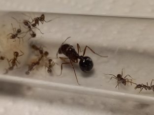 Cheap ant queens and colonys for sale!