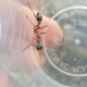 Polyrhachis australis colony for sale