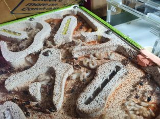 Bull ants colony for sale
