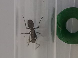 Various ant queens available!