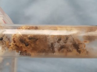 Polyrhachis daemeli and australis colonies for sale