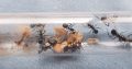 Polyrhachis daemeli and australis colonies for sale