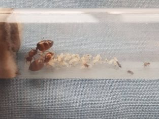 Multiple small colonies of small sp (Crematogaster and Nylanderia/Ochetellus)