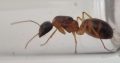 Camponotus queen