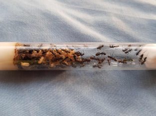 Camponotus aeneopilosus colony for sale