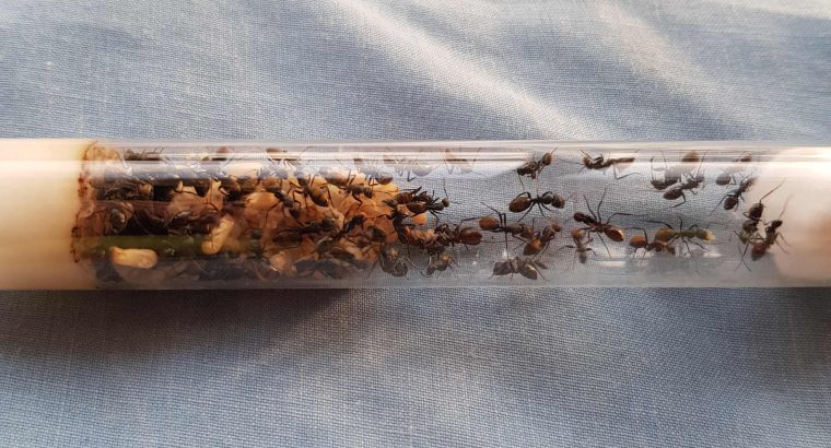 Camponotus aeneopilosus colony for sale