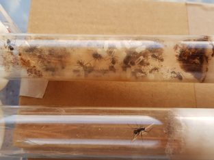 Polyrhachis australis colony for sale