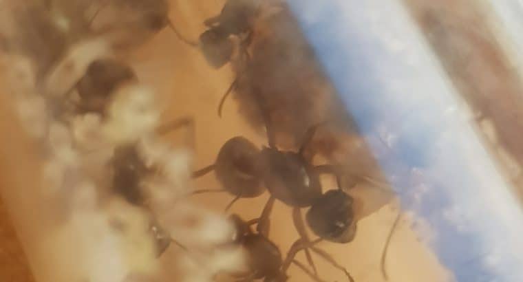 Polyrhachis australis colony for sale
