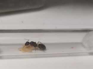 Variety of queen ants available!