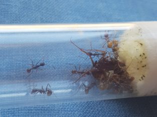 Aphaenogaster longiceps queen and workers for sale