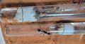 Bull Ant Queen And Colony For Sale