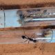 Bull Ant Queen And Colony For Sale
