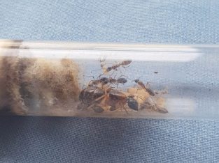 Camponotus sp queen with workers for sale