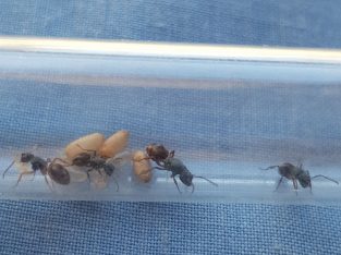 Polyrhachis hookeri Queen and Workers For Sale