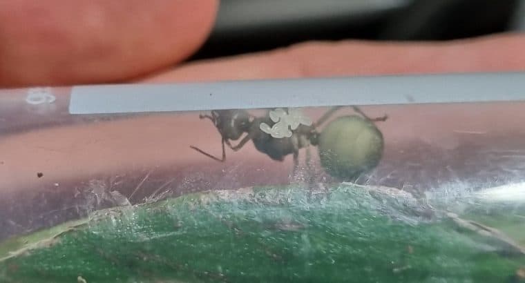 Green tree ant queen with eggs – Brisbane