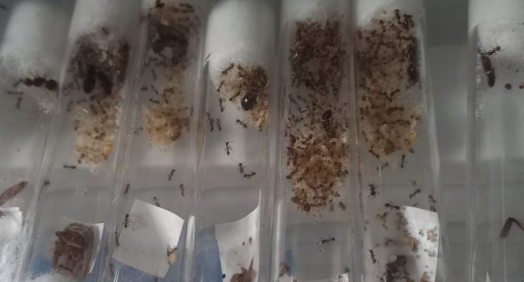 Cheap and affordable ant queens for sale!