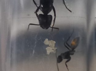 Cheap and affordable ant queens for sale!