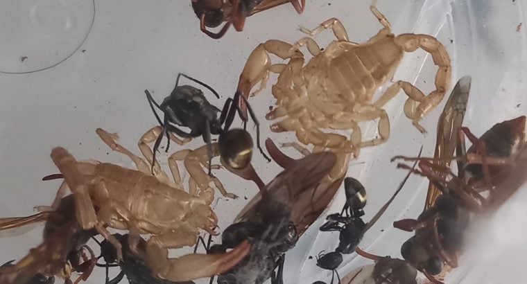 DEAD queen ants and insects for sale!