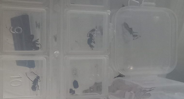 DEAD queen ants and insects for sale!