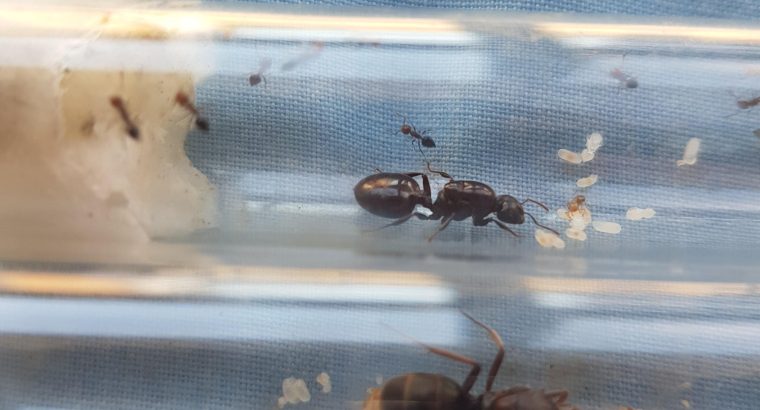 Large Crematogaster queen with workers for sale.