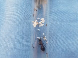 Large Crematogaster queen with workers for sale.