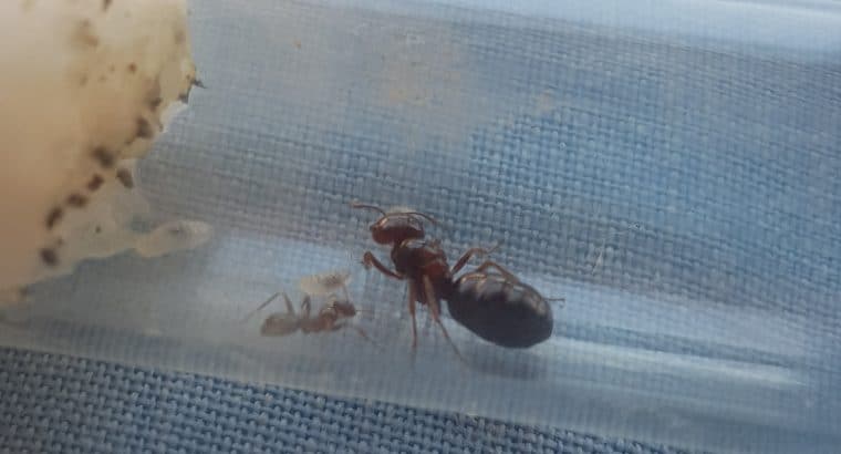 Melophorus gibbosus and other sp with worker/s