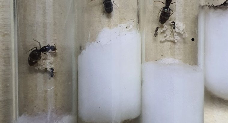 Group of 7 Black Pavement ant queens