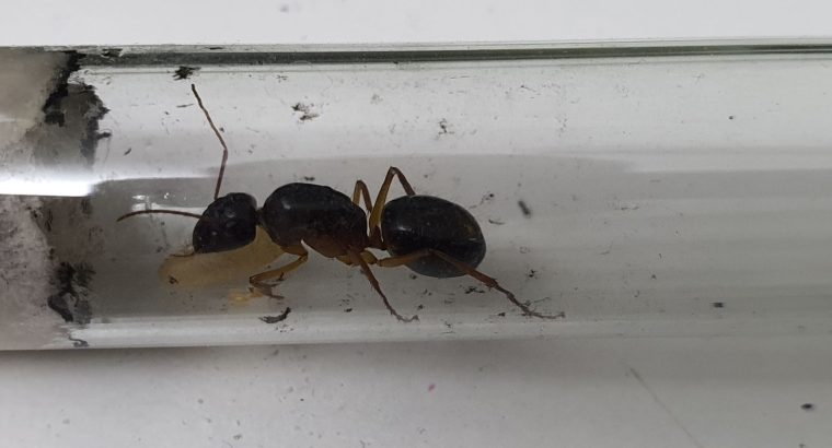 Custom Modular Ant Formicarium with 3 Sugar Ant Queens and Eggs