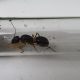 Custom Modular Ant Formicarium with 3 Sugar Ant Queens and Eggs