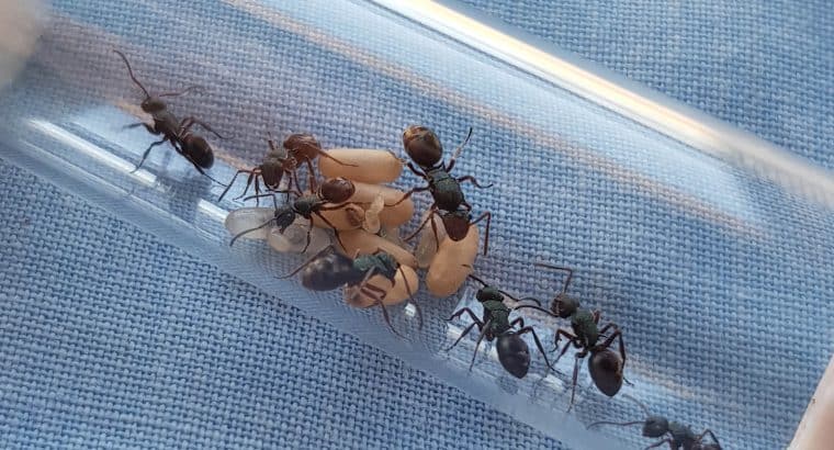 Polyrhachis hookeri queen with 10 workers for sale
