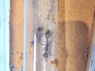 Bullant queen and colony for sale