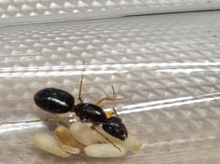 Camponotus sp/pale legged suger ant.